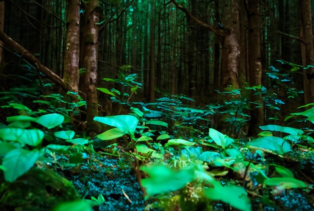 Fotografía de cerca Bosque mágico con plantas vibrantes y brillantes