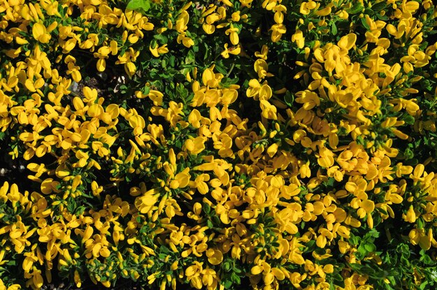 Foto fotografía de cerca de la brillante planta de genista pilosa bajo la brillante luz del sol