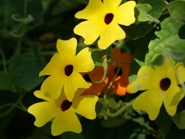 Fotografía de cerca de las flores amarillas de la thunbergia