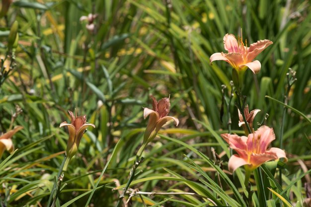 Fotografía de cerca de las flores de lirio