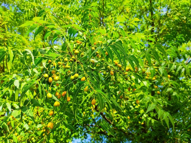 Foto fotografía de cerca de las frutas y hojas del árbol de neem