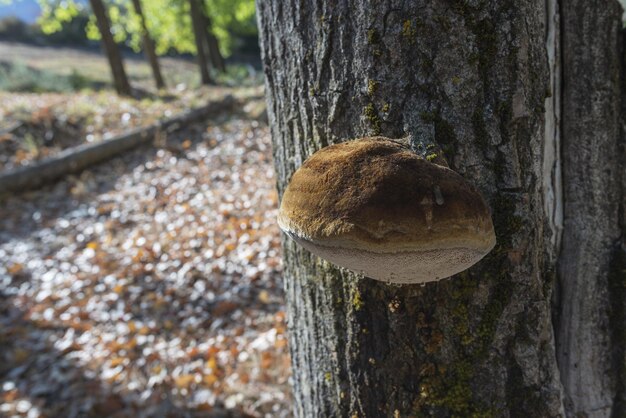 Una fotografía de cerca de un hongo Chaga marrón que crece en un tronco de árbol