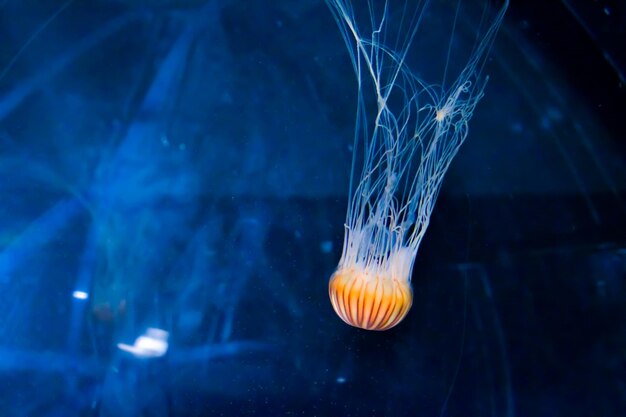 Fotografía de cerca de medusas en un acuario