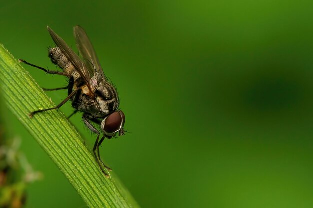 Fotografía de cerca de una mosca rootmaggot o Hylemya sp en la hoja