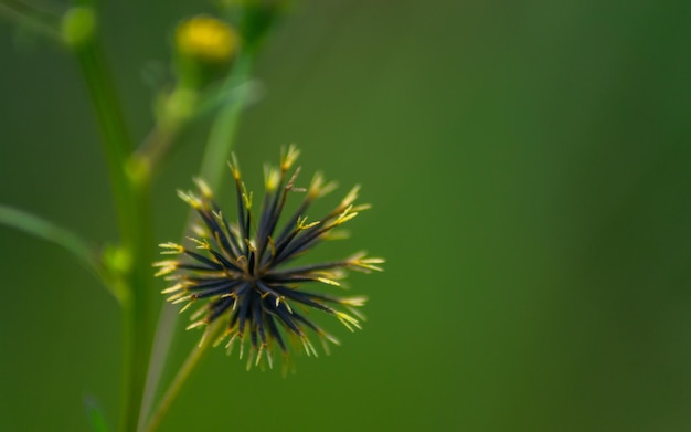 Fotografía de cerca de una planta tropical conocida como Bidens Bipinnata