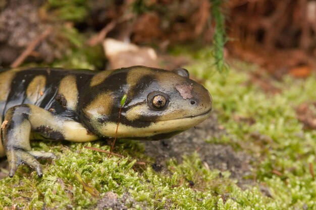 Fotografía de cerca de la salamandra tigre con barras