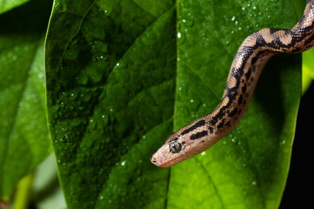 Fotografía de cerca de una serpiente exótica en la rama de un árbol.