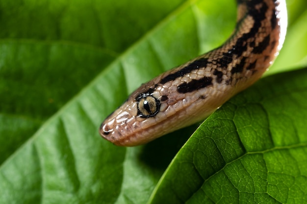 Fotografía de cerca de una serpiente exótica en la rama de un árbol.