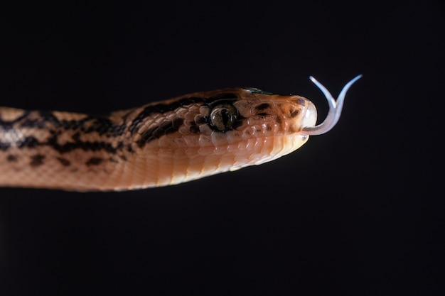 Fotografía de cerca de una serpiente exótica en la rama de un árbol.