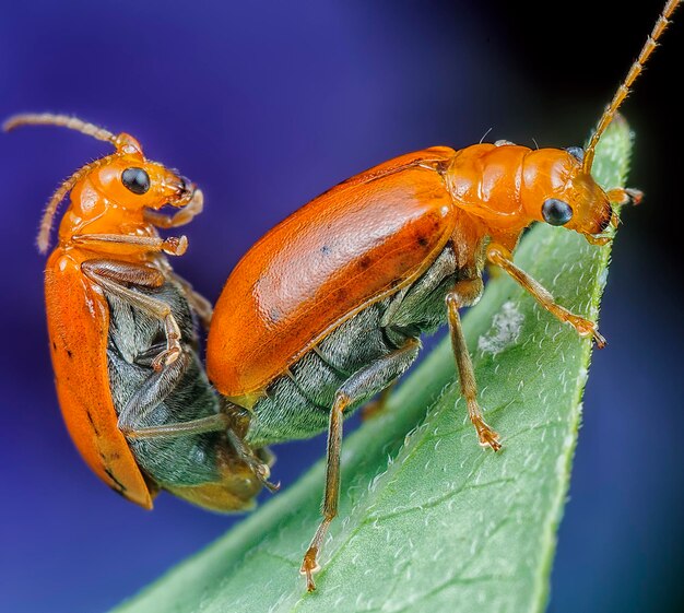 fotografía de cerca de varias especies de escarabajos de hojas
