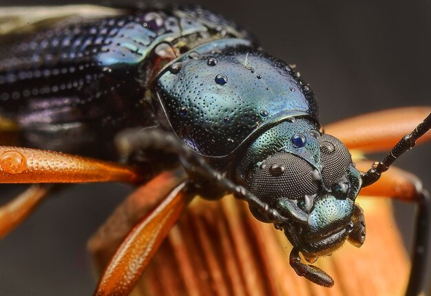 fotografía de cerca de varias especies de escarabajos de hojas