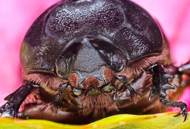 fotografía de cerca de varias especies de escarabajos de hojas