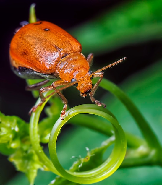 fotografía de cerca de varias especies de escarabajos de hojas