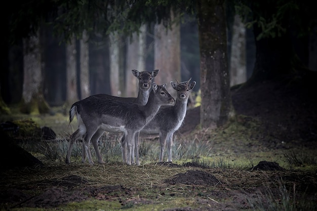 Fotografía de ciervos Bosque de las altas montañas