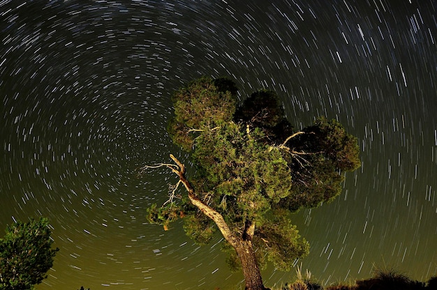 Fotografía circumpolar sobre los pinos de un parque natural