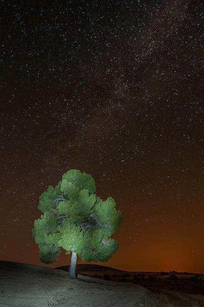 Fotografía circumpolar sobre los pinos de un parque natural