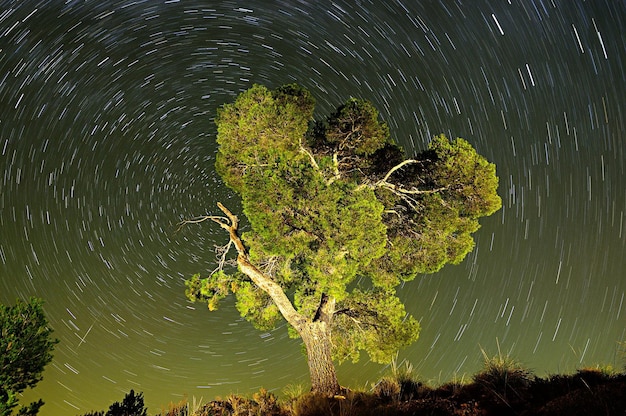 Fotografía circumpolar sobre los pinos de un parque natural