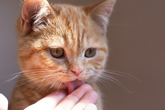 Fotografia cloweup de gatinho ruivo lambendo a mão de seu mestre