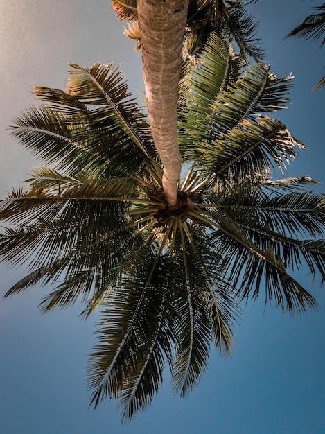 fotografía de un cocotero visto desde abajo