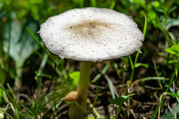 Foto fotografia com o tema de um grande e lindo cogumelo venenoso na floresta