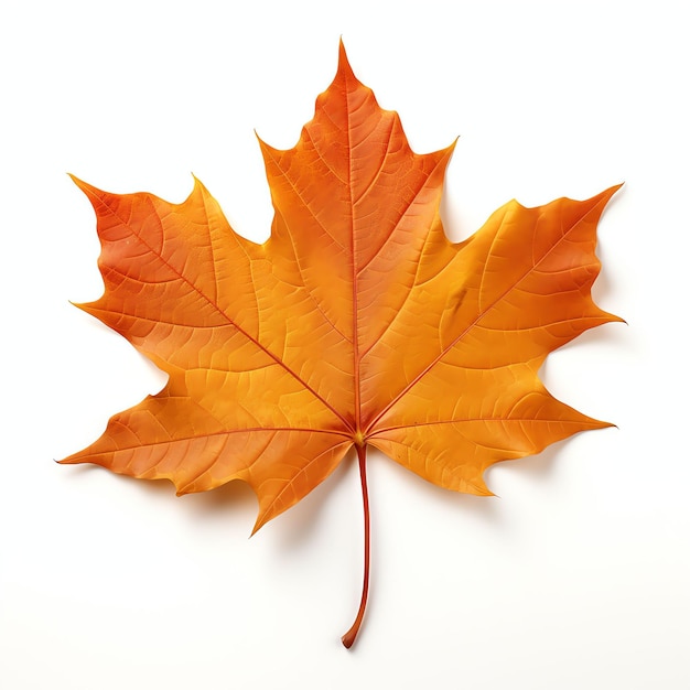 Fotografia comercial Maple Leaf com estúdio fotográfico de fundo branco