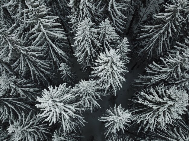 Fotografía completa del árbol congelado