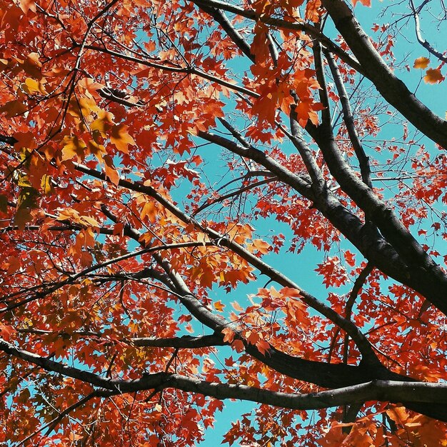 Foto fotografía completa del árbol de otoño