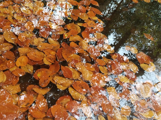 Fotografía completa del árbol durante el otoño