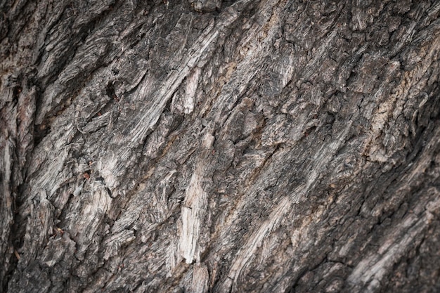 Foto fotografía completa del árbol