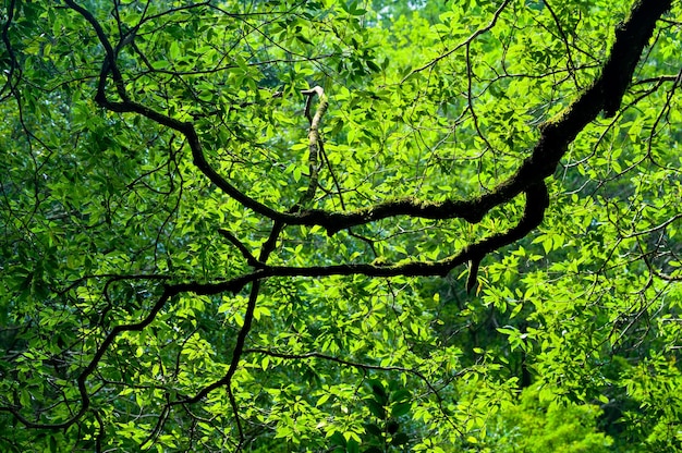 Foto fotografía completa del árbol