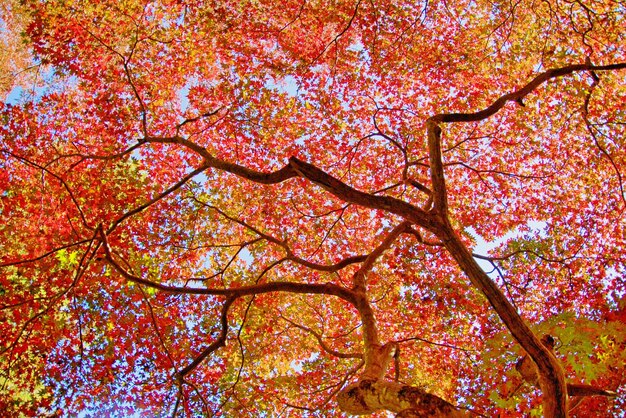 Fotografía completa del árbol