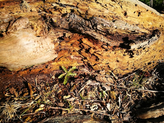 Fotografía completa del árbol