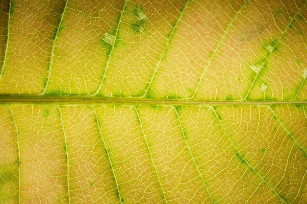 Foto fotografía completa del árbol