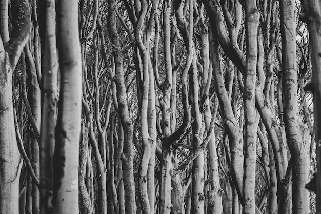 Foto fotografía completa de los árboles de bambú en el bosque