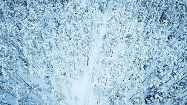 Fotografía completa de árboles en el bosque durante el invierno