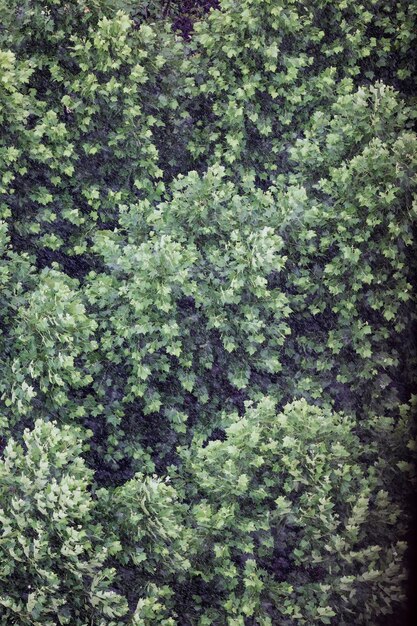 Foto fotografía completa de los árboles en el bosque