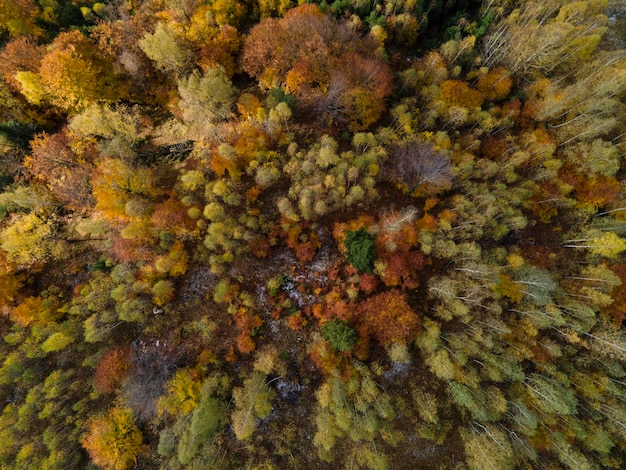 Foto fotografía completa de los árboles de otoño