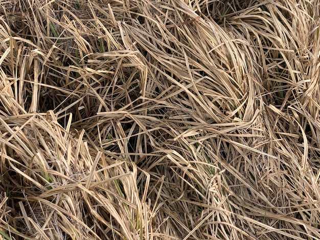 Foto fotografía completa de las balas de heno en el campo