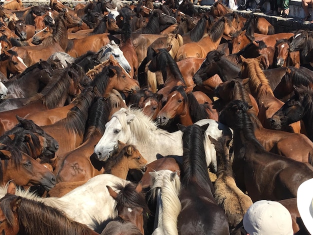 Foto fotografía completa de los caballos