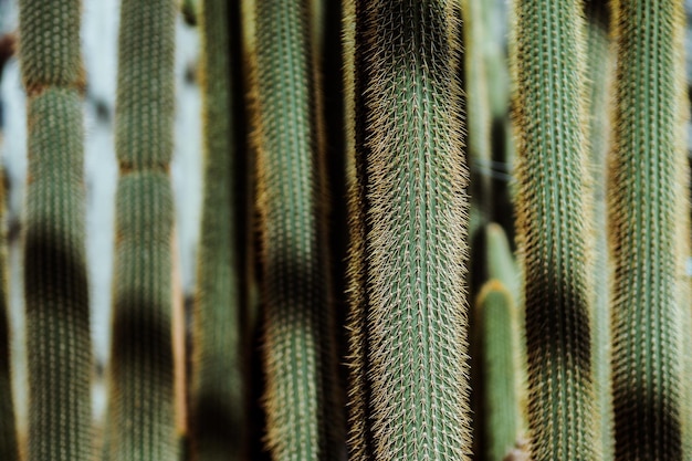 Foto fotografía completa de un cactus creciendo en un día soleado