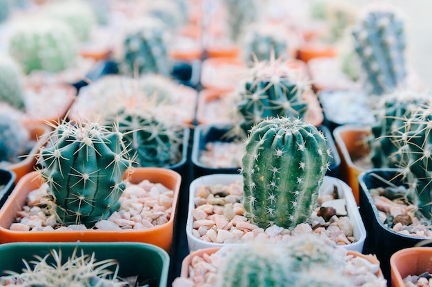 Fotografía completa de un cactus en maceta en el mercado para la venta