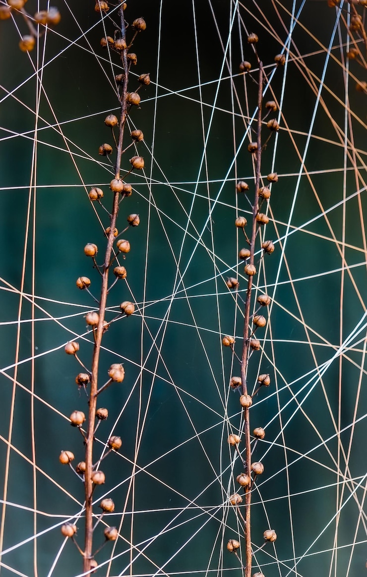 Foto fotografía completa de un cactus