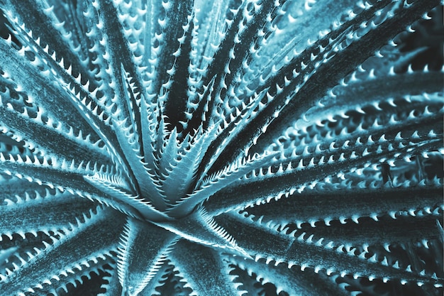 Fotografía completa de un cactus
