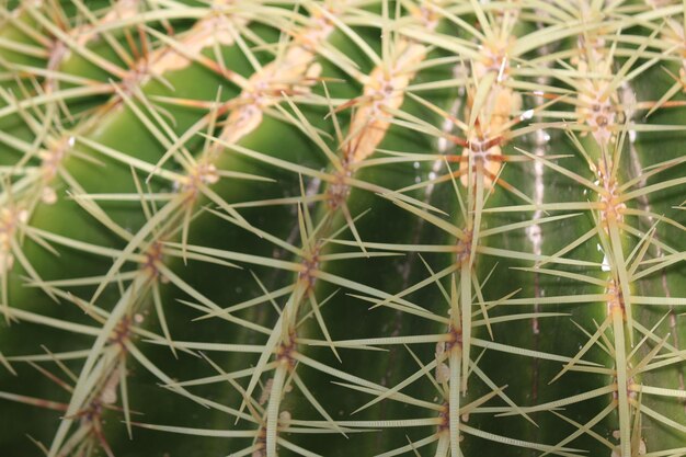 Foto fotografía completa de un cactus