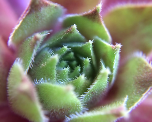 Foto fotografía completa de un cactus