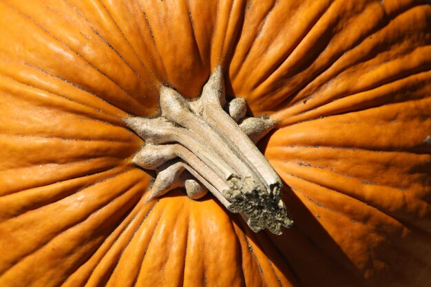 Foto fotografía completa de la calabaza