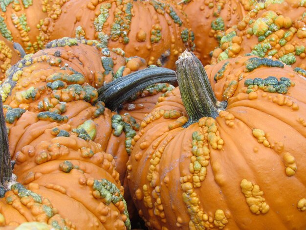 Foto fotografía completa de las calabazas