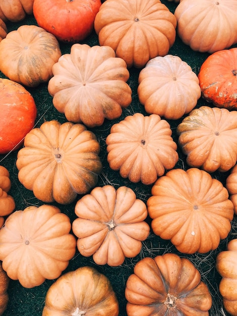 Fotografía completa de las calabazas