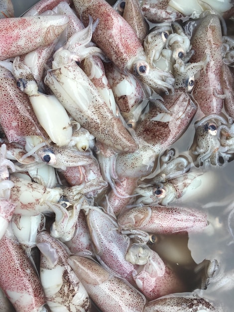 Foto fotografía completa de calamares para la venta en el mercado