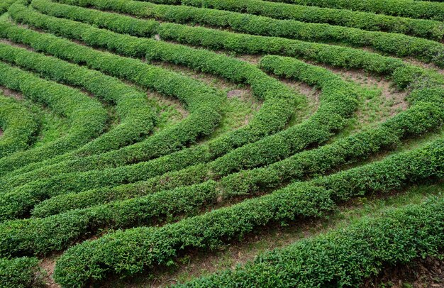 Fotografía completa de un campo agrícola